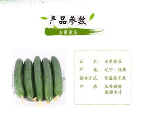 蘇子富春水果黃瓜——夏季綠色農(nóng)家小黃瓜，新鮮現(xiàn)摘的東北特產(chǎn)｜嘗鮮正當(dāng)時(shí)！