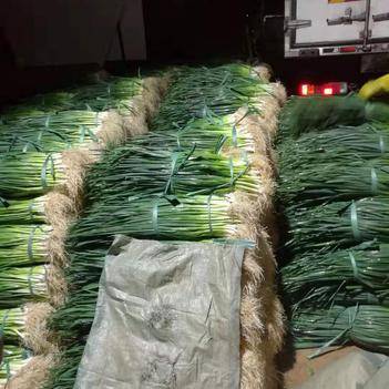 “菜籃子”背后的領路人 惠農網供應商楊維顯的新鮮蔬菜生意經